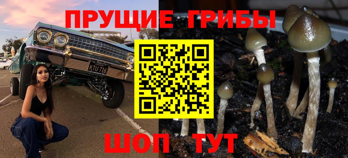 Псилоцибиновые грибы Psilocybe  Лесной  Псилоцибиновые грибы MAGIC MUSHROOMS 